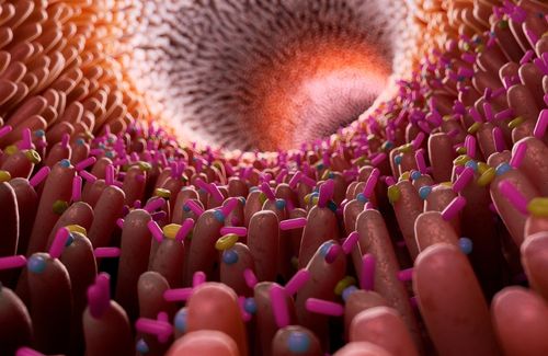 Relación entres estrés y microbiota seitai KAtsugen Undo Laura López Coto